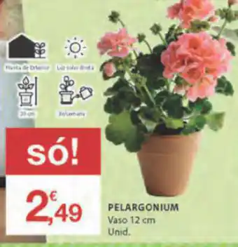 Pelargonium Vaso 12cm