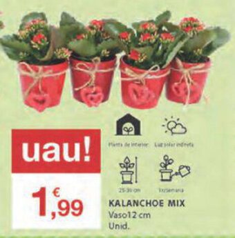E.Leclerc Kalanchoe Mix Vaso 12cm promoção