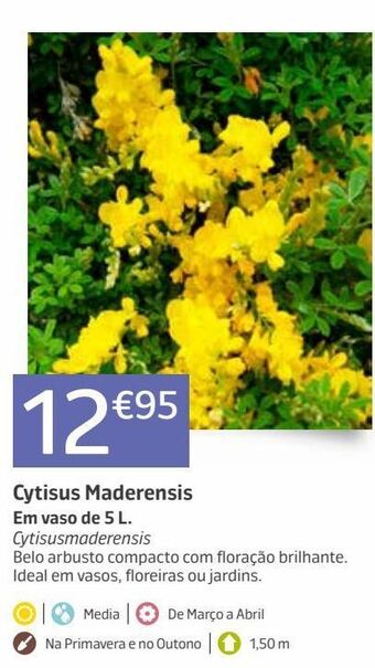Jardiland Plantas promoção