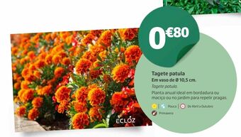 Jardiland Plantas promoção