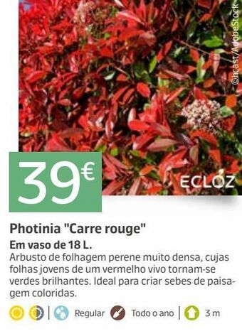Jardiland Plantas promoção