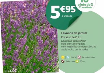 Lavanda