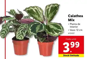 Lidl Calathea Mix 12cm promoção