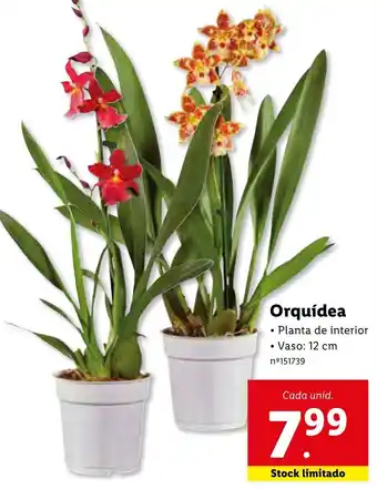 Orquídea 12cm
