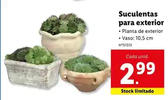 Lidl Suculentas para Exterior 10,5cm promoção