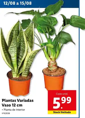 Lidl Plantas Variadas Vaso 12cm promoção