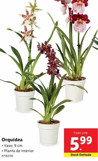 Lidl Plantas promoção