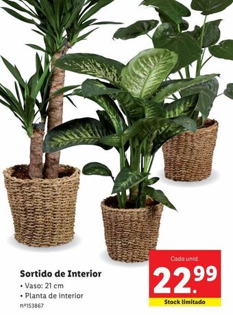 Lidl Plantas ornamentais promoção