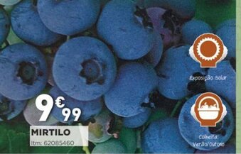 Mirtilo