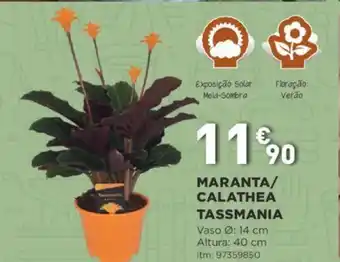 Maranta/Calathea Tassmania