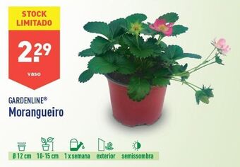 ALDI Plantas com flores promoção