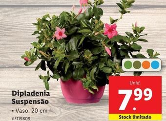 Lidl Flores promoção