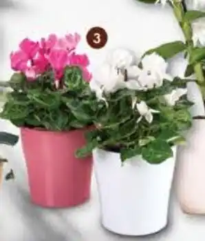 Pingo Doce Cyclamen Mix promoção
