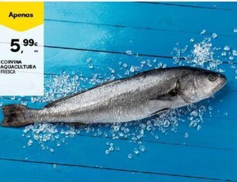 CORVINA AQUACULTURA FRESCA