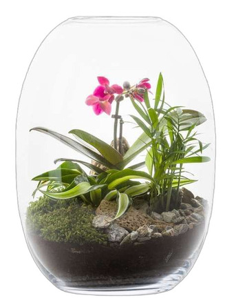 Jardiland Terrário phalaenopsis promoção