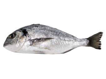 Dourada fresca inteira 200/600 kg