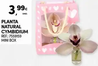 Continente PLANTA NATURAL CYMBIDIUM REF.: 7559159 MINI BOX promoção