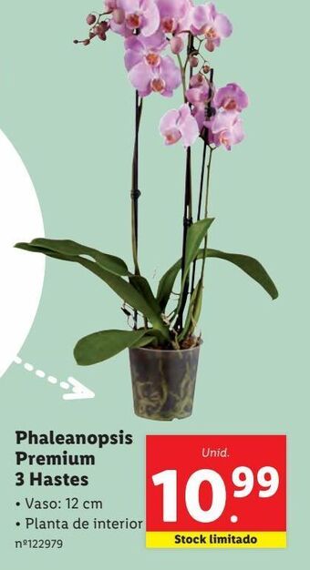 Plantas