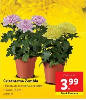 Lidl Plantas com flores promoção
