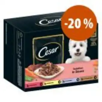 Cesar comida húmida a preço especial!