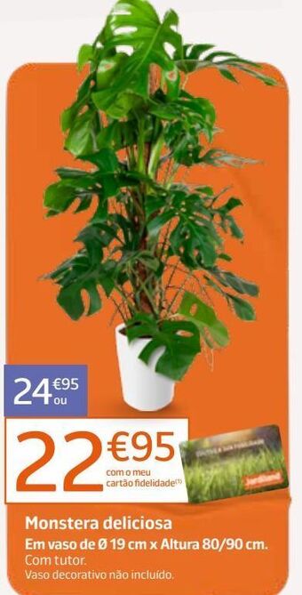 Jardiland Plantas promoção