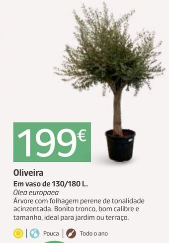 Jardiland Plantas promoção