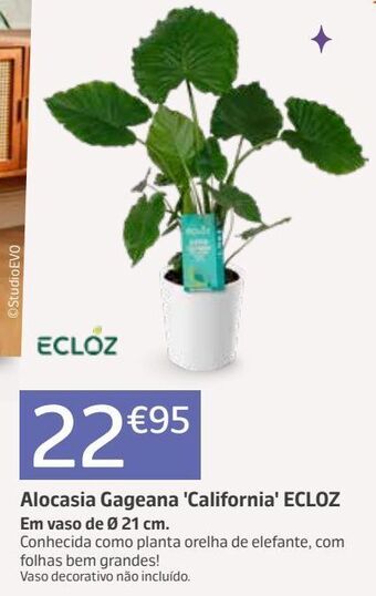 Jardiland Plantas promoção