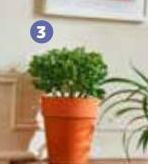 Jardiland Plantas promoção