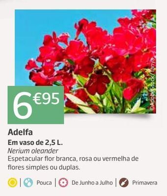 Jardiland Plantas promoção