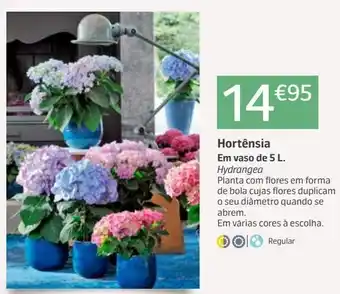 Hortênsia