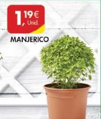 Pingo Doce MANJERICO promoção