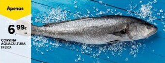Continente CORVINA AQUACULTURA FRESCA promoção