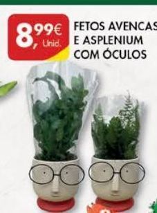 Pingo Doce Plantas promoção