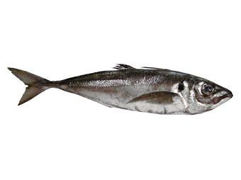 Auchan Carapau chicharro promoção