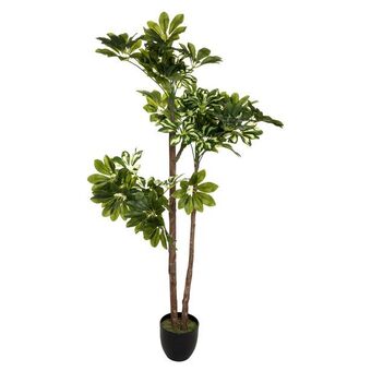 Hôma Planta schefflera com vaso de cimento 130cm promoção