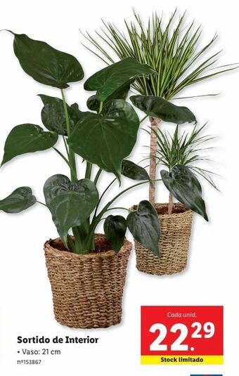 Lidl Plantas promoção