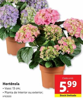 Lidl Hortênsia promoção