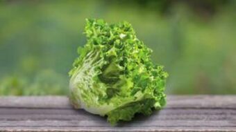 ALDI Alface frisada nacional promoção