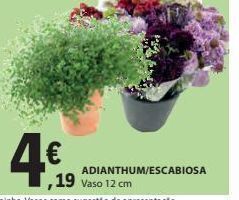 E.Leclerc Flores promoção