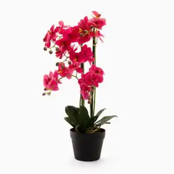 VIVA Orquídea 0051 rosa a.70cm promoção