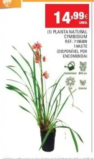 Continente (1) Planta Natural Cymbidium promoção
