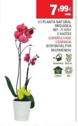 Continente (1) Planta Natural Orquidea promoção