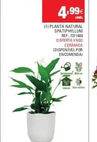 Continente (1) Planta Natural Spatiphyllum promoção