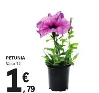 E.Leclerc PETUNIA Vaso 12 promoção