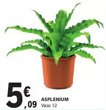 ASPLENIUM Vaso 12