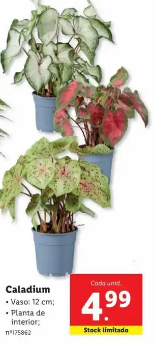 Lidl Caladium • Vaso: 12 cm; promoção