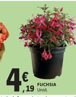 E.Leclerc Flores promoção