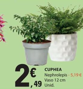Plantas