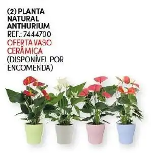 Continente Planta Natural Anthurium promoção