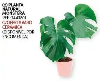 Continente Planta Natural Monstera promoção